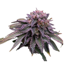 Auto Hulk OG genetics, Фасовка: 3+1